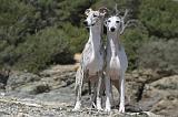 WHIPPET 022